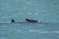 Orca Family, Patagonia Argentina Royalty Free Stock Photo