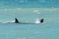 Orca Family, Patagonia Argentina Royalty Free Stock Photo