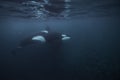 Orca Feeding