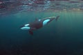 Orca in the Fjords of Norway