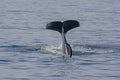 Orca Flukes showing when beginning its dive Royalty Free Stock Photo