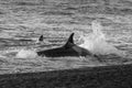 Orca hunt sea lions,