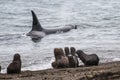 Orca hunt sea lions,