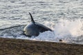 Orca hunt sea lions,