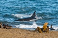 Orca hunt sea lions,