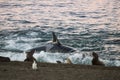 Orca hunt sea lions,