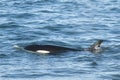Orca hunt sea lions,