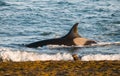 Orca hunt sea lions,