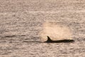 Orca hunt sea lions,