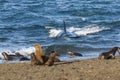 Orca hunt sea lions,