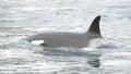 Orca, Iceland