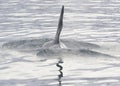 Orca, Iceland