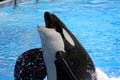 Orca jumping out of water