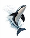 Orca jumping out of water white isolate background Royalty Free Stock Photo