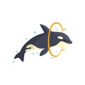 Orca jumping through a ring, sea animal performing in public in dolphinarium vector Illustration on a white background Royalty Free Stock Photo