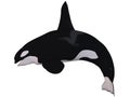 Orca - Killer Whale Royalty Free Stock Photo