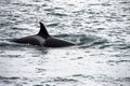 Orca killer whale attack a seal sea lion on the beach