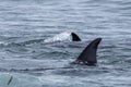 Orca killer whale attack a seal sea lion on the beach