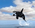 Orca Killer Whale Breach Illustration Royalty Free Stock Photo