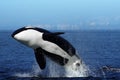 Orca (Killer Whale) breaching Royalty Free Stock Photo