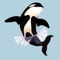 Orca killer whale dancing in tutu
