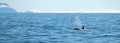 Orca Killer Whale with fin surfacing in Kenai Fjords National Park in Seward Alaska USA Royalty Free Stock Photo
