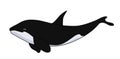 Orca Killer whale illustration.Whale stock image