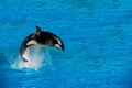 orca killer whale while jumping Royalty Free Stock Photo