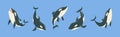 Orca Killer Whale Marine Large Mammal on Blue Background Vector Set Royalty Free Stock Photo