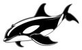 Orca Killer Whale sketch, vintage vector illustration. Sea animal hand drawn line art. Circus whale engraved drawing set Royalty Free Stock Photo