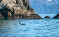 Orca Killer Whale surfacing to breathe in Kenai Fjords National Park in Seward Alaska USA Royalty Free Stock Photo