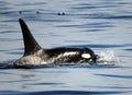 Orca Killer Whale Swimming In The Strait Of Juan De Fuca Vancouver Island