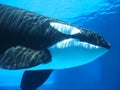 Orca (killer whale) swimming underwater Royalty Free Stock Photo