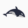 Orca - killer whale vector illustration.
