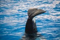 Orca killer whale waving its tail Royalty Free Stock Photo