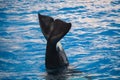 Orca killer whale waving its tail Royalty Free Stock Photo