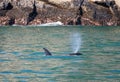 Orca Killer Whales spouting while surfacing to breathe in Kenai Fjords National Park in Seward Alaska USA Royalty Free Stock Photo