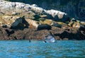 Orca Killer Whales spouting while surfacing to breathe  in Kenai Fjords National Park in Seward Alaska USA Royalty Free Stock Photo