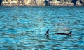 Orca Killer Whales surfacing to breathe in Kenai Fjords National Park in Seward Alaska USA Royalty Free Stock Photo