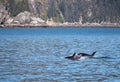 Orca Killer Whales surfacing to breathe in Kenai Fjords National Park in Seward Alaska USA Royalty Free Stock Photo