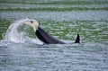 Orca lob-tailing in a channel on July morning, near Nootka Island