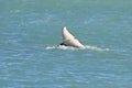 Orca lob tailing on the surface,