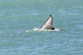 Orca lob tailing on the surface, Peninsula Valdes,