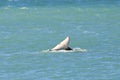 Orca lob tailing on the surface, Peninsula Valdes,