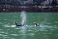 Orca Mother Killer Whale surfacing to breathe with calf in Kenai Fjords National Park in Seward Alaska USA Royalty Free Stock Photo