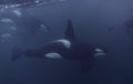 Orca Pod Close Up