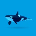 Orca