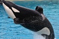 Orca Sea World San Diego Royalty Free Stock Photo