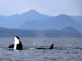 Orca Spy hopping with Pod of Resident Orcas of the coast near Sechelt, BC Royalty Free Stock Photo