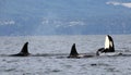 Orca Spy hopping with Pod of Resident Orcas of the coast near Sechelt, BC Royalty Free Stock Photo